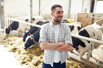 man or farmer with cows in cowshed on dairy farm