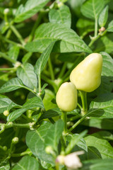 Unripened chilli on a bush