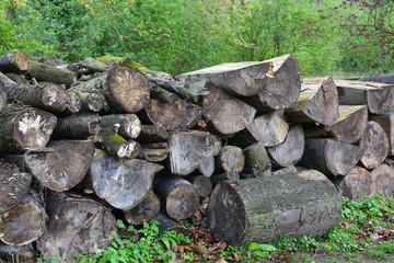 Pile de troncs d'arbres