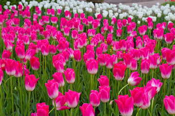 Blumenbeete mit Tulpen in leuchtendem Pink