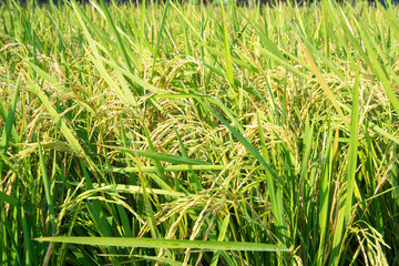 yellow green rice field