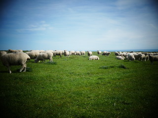 English countryside sheep