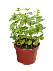 Fresh Mint Pot Plant Isolated on white background