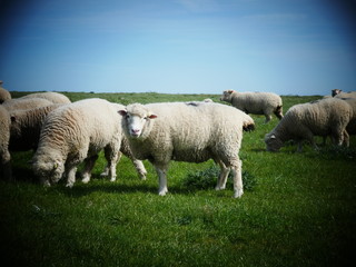 Fototapeta premium Sheep English Countryside