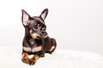 little chihuahua puppy on the background