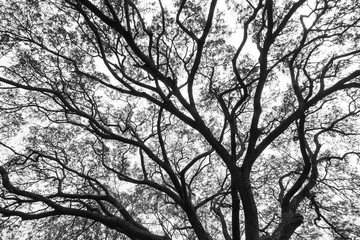 Tree branches black and white - 144834631