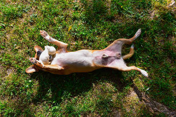 A small and sweet light brown and white dog is belly-up on a lawn with a rubber duck in the mouth. The photo is from above. Sunny day
