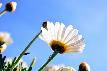 Margerite von unten