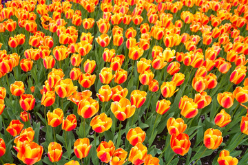 Blumenbeet mit leuchtend gelbroten Tulpen