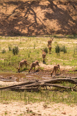 Bushbucks Drinking at River in Savannah of South Africa, Kruger Park, Africa