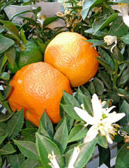 mandarins