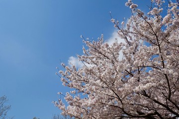 桜