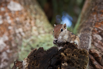 Азиатский бурундук грызет семечку.