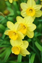 Yellow narcissus daffodil flowers