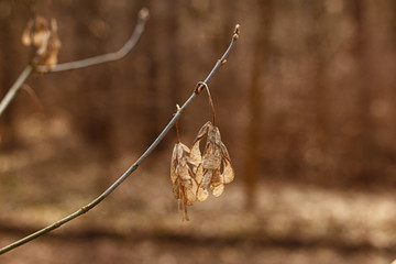 Autumn coniferous forest