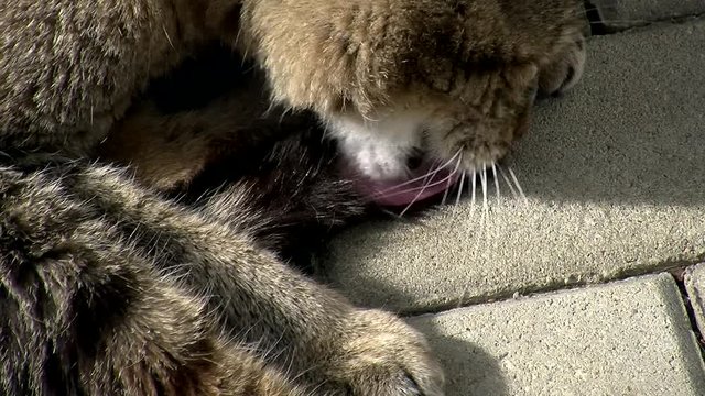 Unser Kater "Tiger" pflegt die Spitze seines Schwanzes (Gro&szlig;aufnahme)