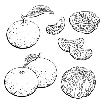 Mandarin fruit graphic black white isolated sketch illustration vector