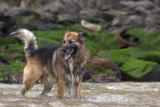 Fototapeta Wet dog standing in the river
