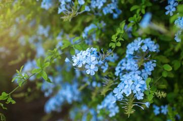 Blue flowers and a woman's hand. Selective focus.
