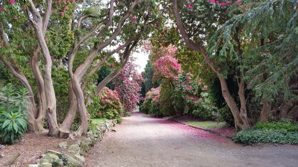 Rhododendrons   Wicklow Ireland
