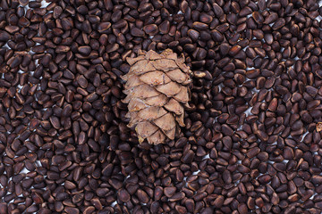 cedar cones and pine nuts