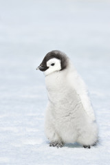 Emperor Penguin chick