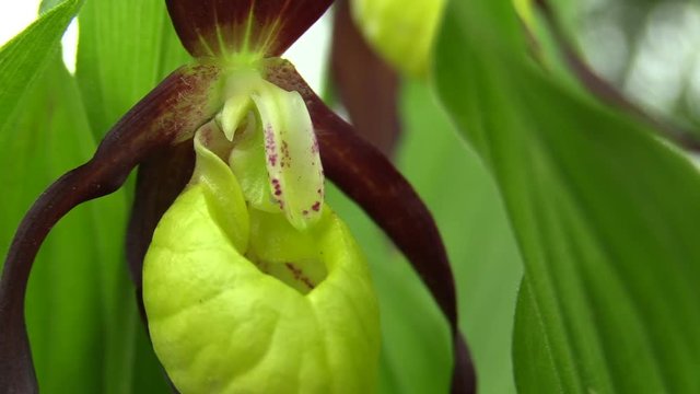 Wild beautiful slipper orchid (Cypripedium calceolus), South Moravia, Czech Republic, Europe