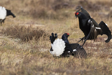 black grouse