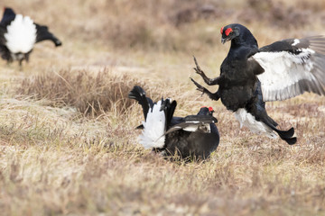 black grouse
