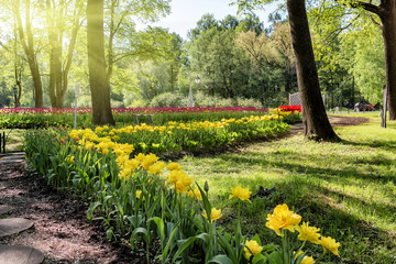 Obraz premium Flowerbeds with yellow and red tulips in the park in the morning