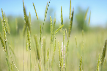 Ryegrass, selective focus and diffused background