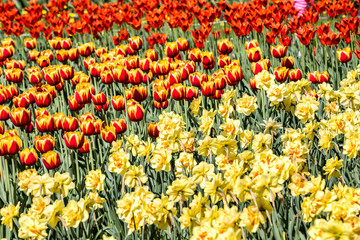 Background of colorful tulips and daffodils in the flower bed