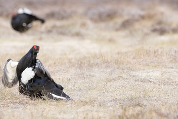 black grouse