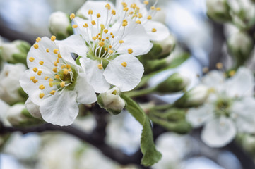 Spring Apple Tree Blossom Blooming