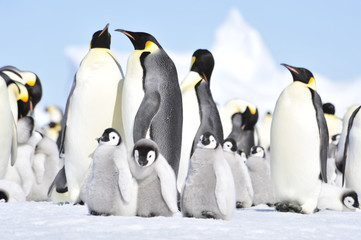 Obraz premium Emperor Penguins with chicks
