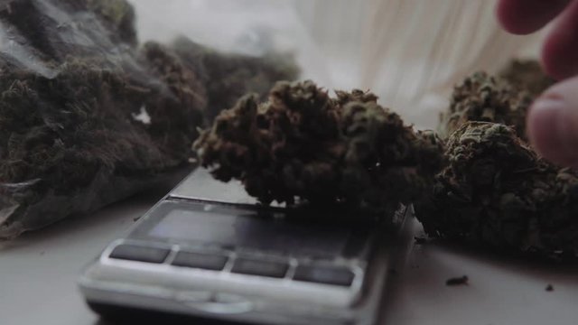 weighing marijuana for sale. Soft drugs and legalize in the world. Cones of marijuana