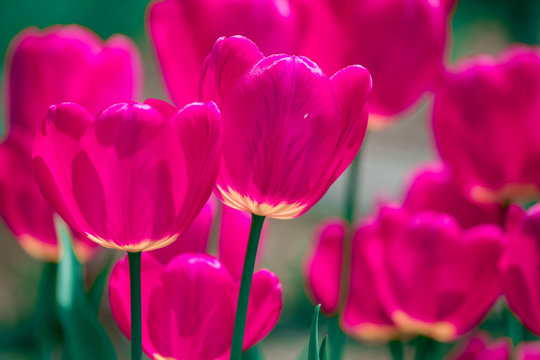 Pink and violet tulip flowers
