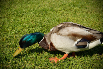 duck
