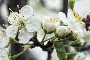Spring Apple Tree Blossom Blooming