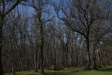 Obraz premium Forest