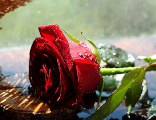 A beautiful rose strewn with splashes of water, sparkling in the rays of the sun.