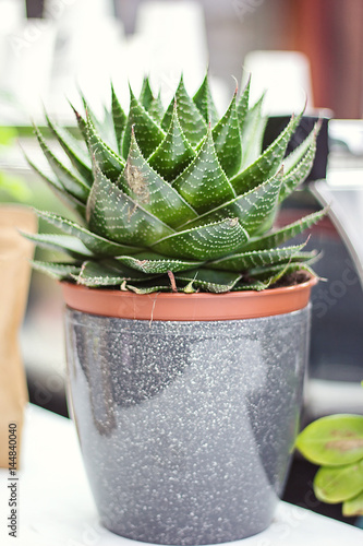 Potted Aloe Vera Plant. Aloe vera leaves tropical green medicinal ... Potted Aloe Vera Plant. Aloe vera leaves tropical green medicinal ...
