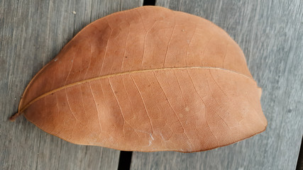 Dry leaf on a wood floor