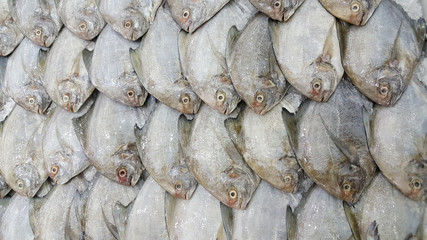 White Pomfret Fishes