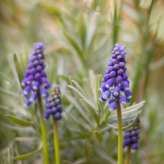 Muscari blooming in the garden