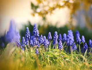Obraz premium Blue Muscari blooming in the garden