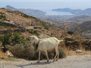 A white goat along a road in a Greek island with the countryside and the coast in the background.
