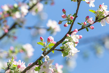 Frühlingsblüten