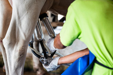 Cow milking facility and mechanized milking equipment. - obrazy, fototapety, plakaty