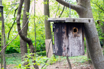 Wooden birdhouse hanging on a tree background